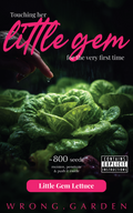 Little Gem Lettuce 